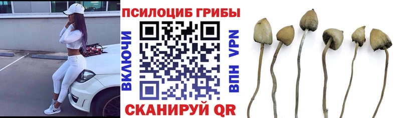 купить наркотик  Сердобск  Галлюциногенные грибы Psilocybine cubensis 